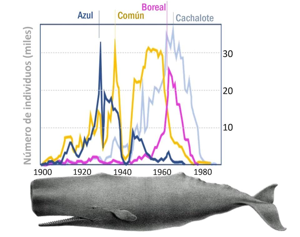 Evolución de las capturas de 4 de las especies mas intensamente perseguidas por la industria ballenera a lo largo del siglo XX: ballena azul (<em>Balaenoptera musculus</em>), rorcual común (<em>Balaenoptera physalus</em>), rorcual boreal (<em>Balaenoptera borealis</em>) y cachalote (<em>Physeter macrocephalus</em>), éste último ilustrado abajo. Autor, adaptado de https://ourworldindata.org/grapher/whale-catch