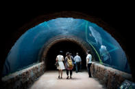 SINGAPORE - MARCH 25: Visitors and media walk through an underwater tunnel in the Amazon Flooded Forest exhibit during a media tour ahead of the opening of River Safari at the Singapore Zoo on March 25, 2013 in Singapore. The River Safari is Wildlife Reserves Singapore's latest attraction. Set over 12 hectares, the park is Asia's first and only river-themed wildlife park and will showcase wildlife from eight iconic river systems of the world, including the Mekong River, Amazon River, the Congo River through to the Ganges and the Mississippi. The attraction is home to 150 plant species and over 300 animal species including 42 endangered species. River Safari will open to the public on April 3. (Photo by Chris McGrath/Getty Images)