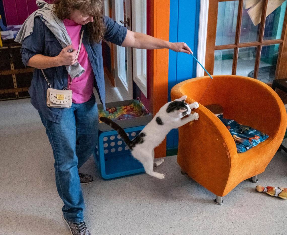 Visitors to the Purr and Pour cat cafe’ in Georgetown, S.C. can play with over a dozen felines that are up for adoption through Saint Frances Animal Center while having a beverage of choice. January 18, 2023.