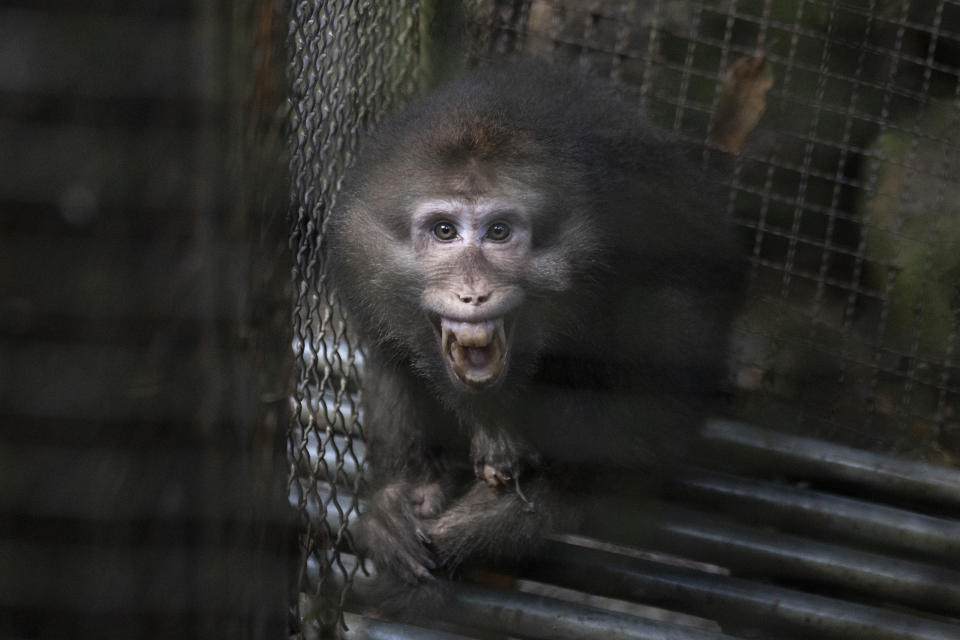 A monkey bares its teeth at visitors in an animal shelter that is part of tourist site in Wuyishan in eastern China's Fujian province on Friday, Aug. 16, 2019. (AP Photo/Ng Han Guan)