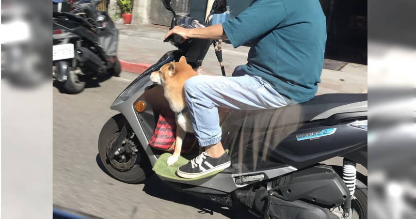 台灣狗站在機車踏板上，令外國記者驚呆。（圖／翻攝自推特）