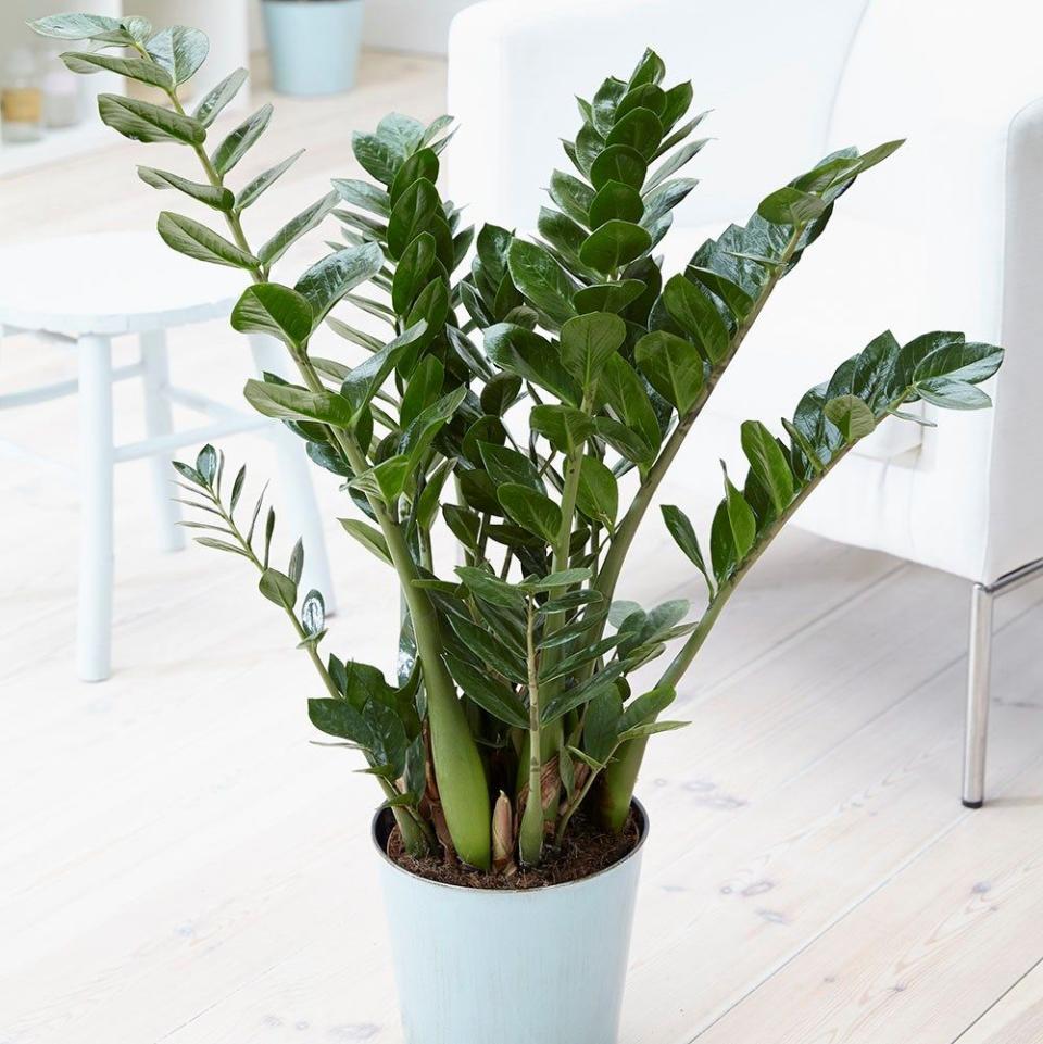 <p><strong>Inject foliage and verdant green plants into your kitchen with a selection of potted and hanging styles. Or, for the not-so-green-fingered, opt for artificial styles. Whatever you choose, both will bring the beauty of nature indoors — and create a highly Instagrammable room. </strong></p><p>'Botanicals will breathe life into any room and are proving to be one of the biggest home accessories and wellness trends on Instagram. In a minimalist scheme, it’s the more plants the merrier, and combining planters in a variety of shapes, sizes and materials ensure your look remains on trend and interesting to the eye,' explains Pip Prinsloo, Partner & Head of Design, Home at <a href="https://www.johnlewis.com/" rel="nofollow noopener" target="_blank" data-ylk="slk:John Lewis & Partners;elm:context_link;itc:0;sec:content-canvas" class="link ">John Lewis & Partners</a>. </p><p><strong>Pictured:</strong> <a href="https://www.waitrosegarden.com/plants/_/zamioculcas-zamiifolia/classid.2000032091/" rel="nofollow noopener" target="_blank" data-ylk="slk:Zamioculcas zamiifolia, £14.99, Waitrose Garden;elm:context_link;itc:0;sec:content-canvas" class="link ">Zamioculcas zamiifolia, £14.99, Waitrose Garden</a> </p><p><a class="link " href="https://go.redirectingat.com?id=127X1599956&url=https%3A%2F%2Fwww.waitrosegarden.com%2Fplants%2F_%2Fzamioculcas-zamiifolia%2Fclassid.2000032091%2F&sref=https%3A%2F%2Fwww.housebeautiful.com%2Fuk%2Fdecorate%2Fkitchen%2Fg28758941%2Finstagram-kitchen-ideas%2F" rel="nofollow noopener" target="_blank" data-ylk="slk:BUY NOW;elm:context_link;itc:0;sec:content-canvas">BUY NOW</a></p>