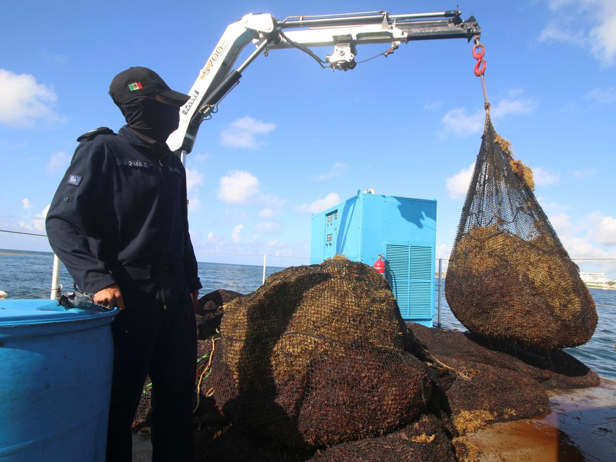 Since 2011, seaweed here and across the Caribbean has exploded for reasons scientists suspect is related to climate change (REUTERS)