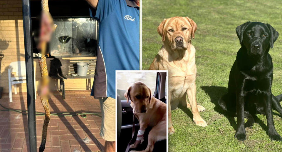 On the left, a man holds a chewed up snake. Middle inset is a Labrador sitting in the car with a bandage. On the right, two labradors are sitting posing for a photo 