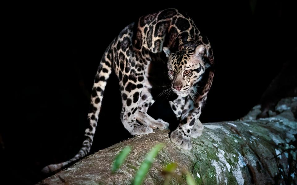 A rare sighting of a Sunda clouded leopard in Deramakot Forest Reserve