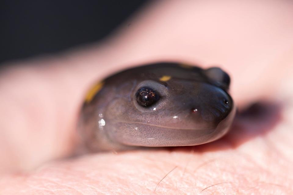Explore the McGraw Edison Recreation Area and learn about the salamanders, frogs and more at the Amphibian-Palooza set for April 27.