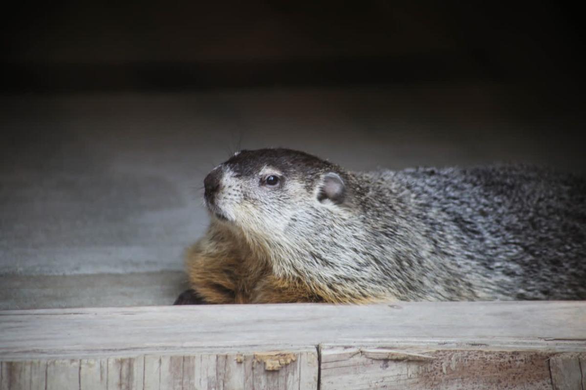 Did Buckeye Chuck see his shadow? Ohio's groundhog declares an early