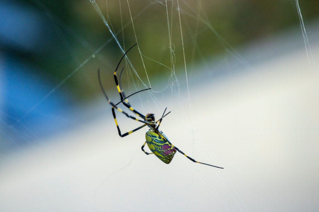 A black-and-yellow Joro spider in a web