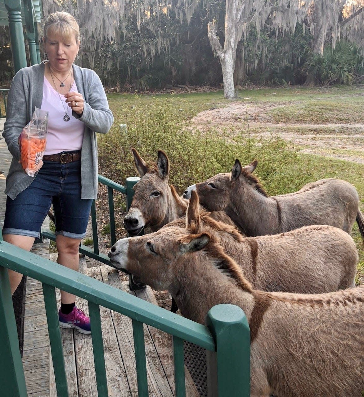 An author is greeted by the Ossabaw Island donkeys.