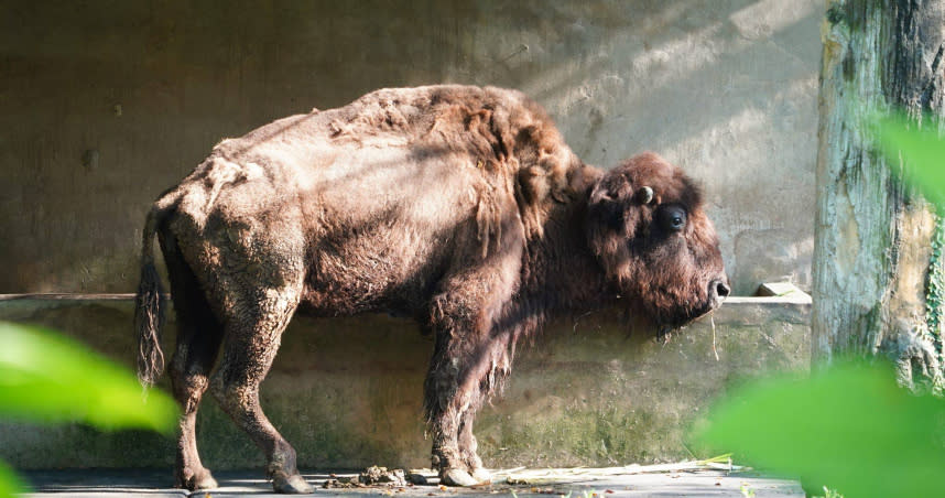 臺北市立動物園最後一隻美洲野牛「角娃」今天（4日）平靜離世。（圖／臺北市立動物園提供）