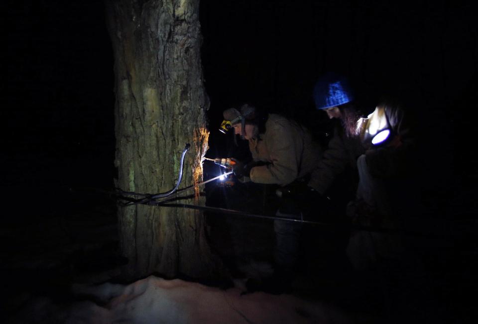 In this March 9, 2014 photo, Turtle Lane Maple farmers Paul Boulanger and Kathy Gallagher tap trees by headlamp Sunday evening in North Andover, Mass. Maple syrup season is finally under way in Massachusetts after getting off to a slow start because of unusually cold weather. (AP Photo/Elise Amendola)