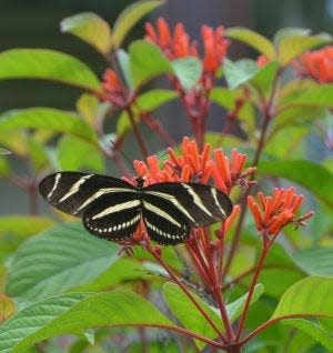 A zebra longwing butterfly is a frequent visitor to firebush.