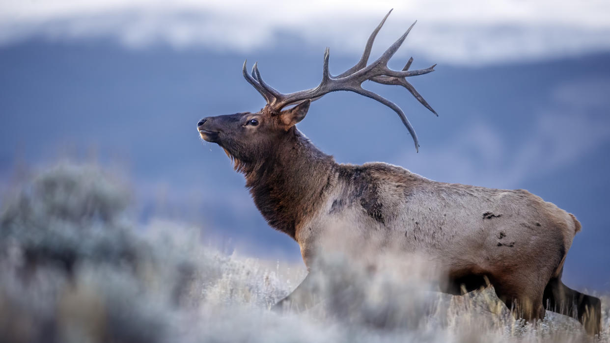  Bull elk in field during rut. 