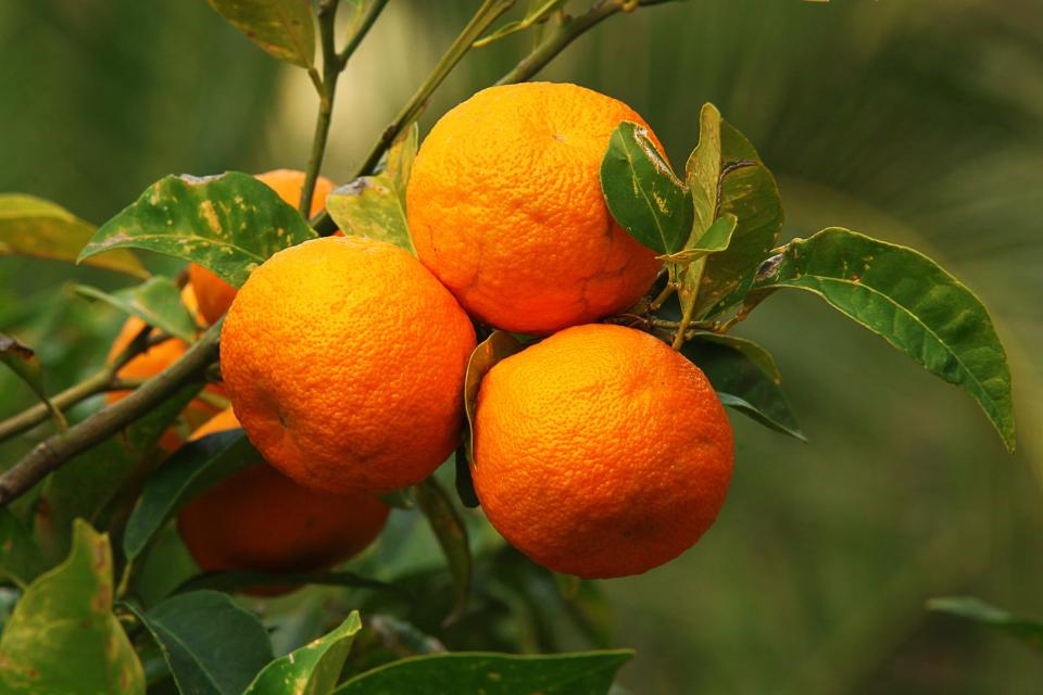 Branch of bitter orange tree with bright oranges. 