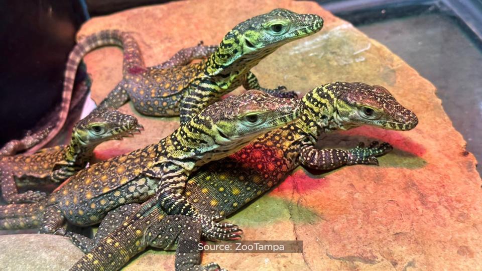 For the first time ever, ZooTampa at Lowry Park hatched endangered Komodo dragons.