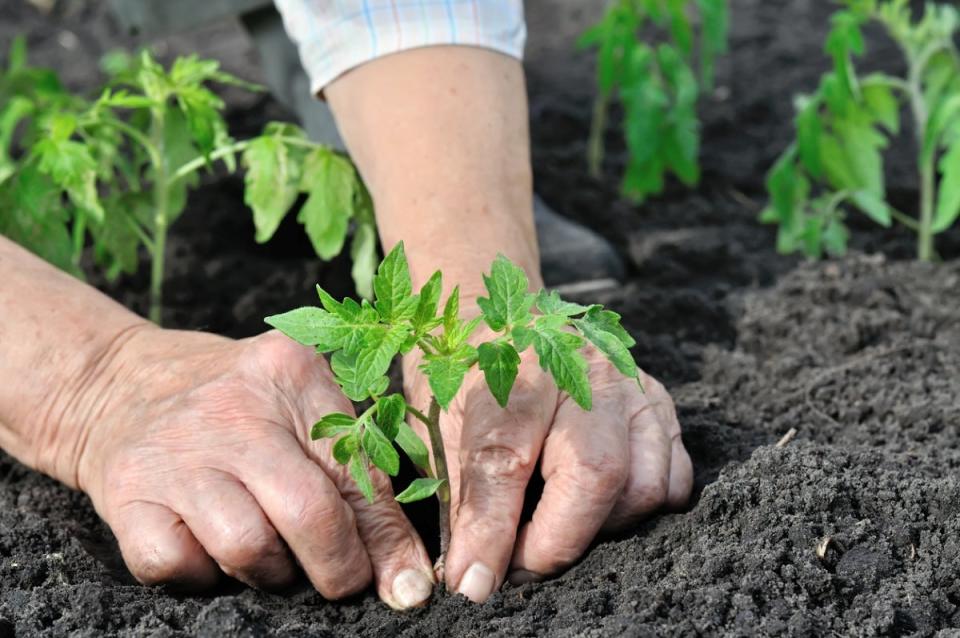 A person with rolled-up sleeves planting a small tomato plant in dark soil.