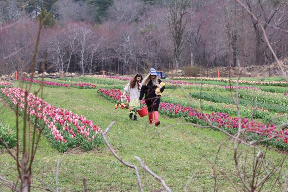 The fields are easy to walk in, but it never hurts to wear proper footwear. Flower pickers gather the first of the blooms at Wicked Tulips in Exeter on April, 6 2023.