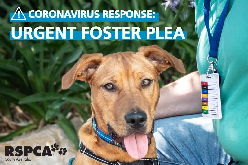 RSPCA SA is urging those who are thinking about adopting, to do so if they can. Source: RSPCA