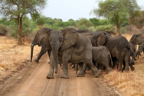 Elephant numbers are on the rise - Credit: GETTY