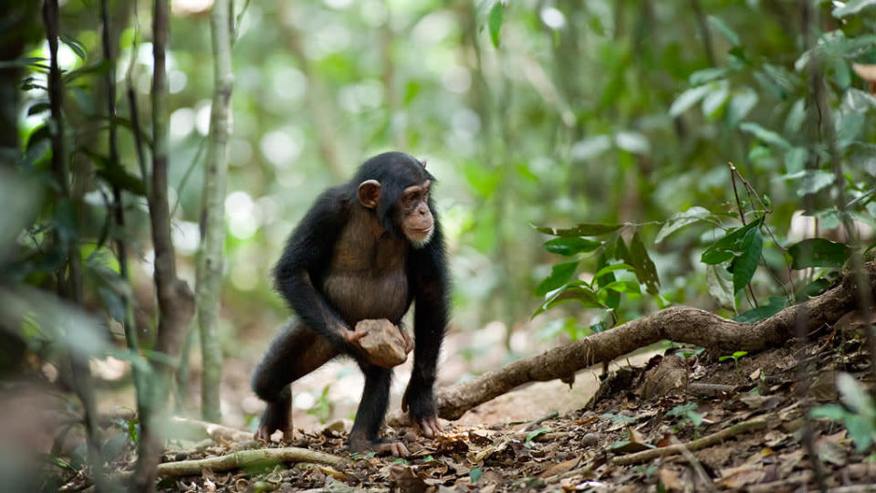 Chimpanzee Stills