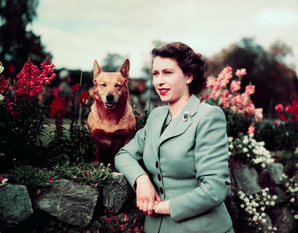 <div class="inline-image__caption"><p>Queen Elizabeth II of England at Balmoral Castle with one of her Corgis September 28, 1952.</p></div> <div class="inline-image__credit">Bettmann/Getty</div>