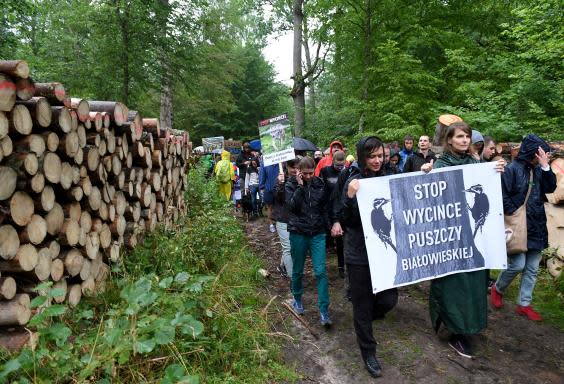 The fight to save Poland’s Bialowieza Forest from destruction