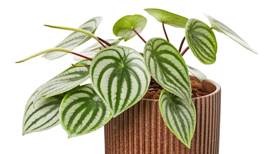 Peperomia pet-safe plants