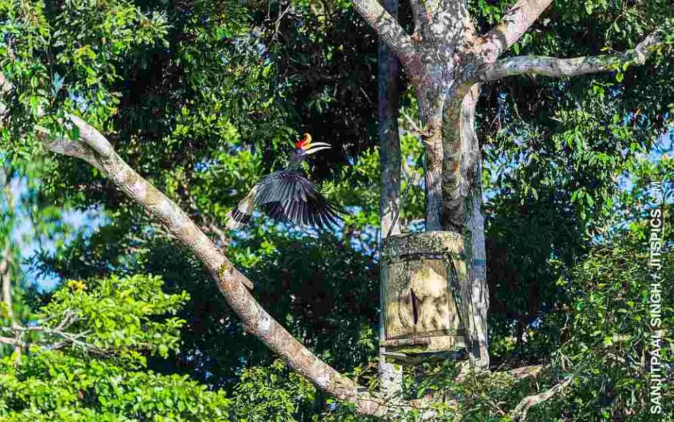 The first nest box used by a pair of Rhinoceros hornbills. — Picture courtesy of Sanjitpaal Singh/jitspics.com