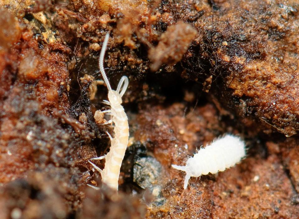 Two centipede-like creatures caught on camera just after lifting a rock.