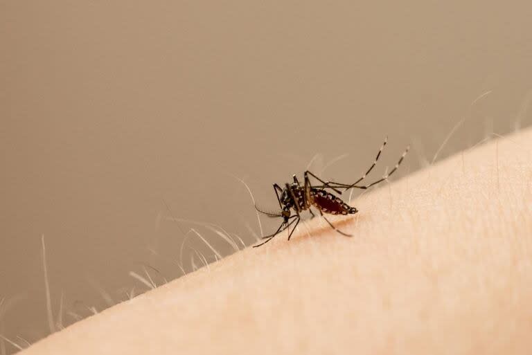 El Aedes aegypti es el mosquito vector del virus del zika
