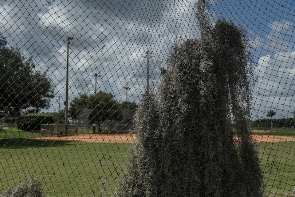 Spanish moss hangs from an outfield net on one of the baseball fields Wednesday at Wellington Community Park.