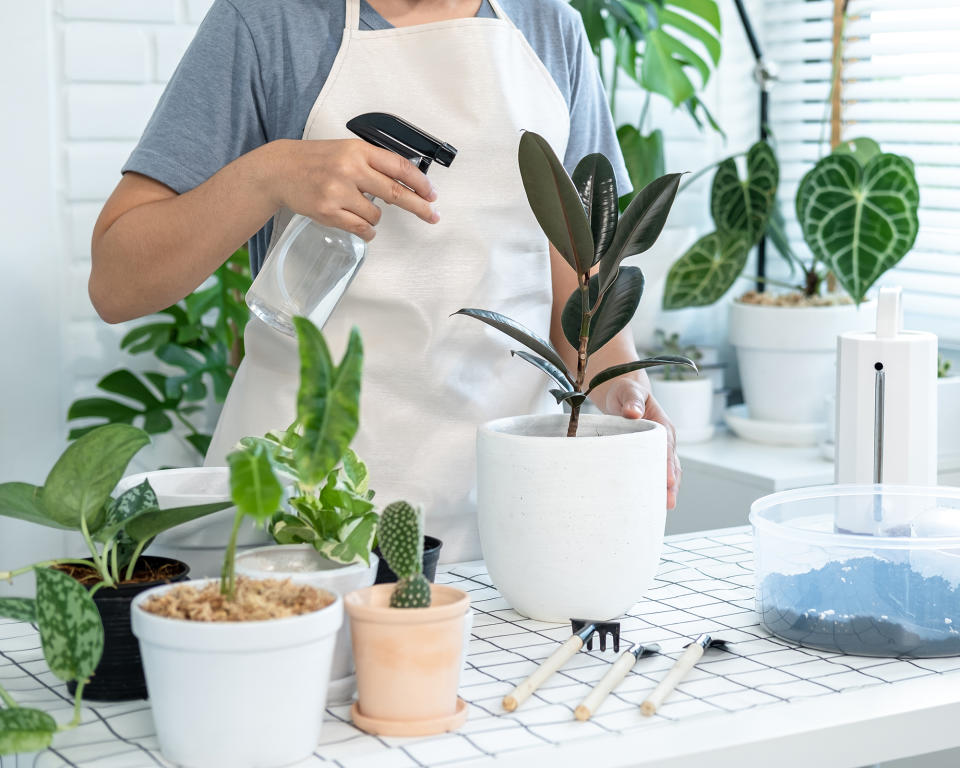 Misting houseplants with foliar spray