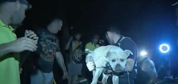 Dog stuck in wombat tunnel rescued after three days (video)