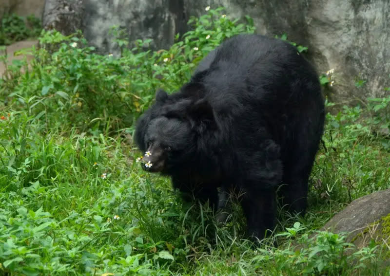 ▲臺北市立動物園的高齡熊瑞「小熊」於今(2024)年2月27日傍晚辭世。（圖／臺北市立動物園）