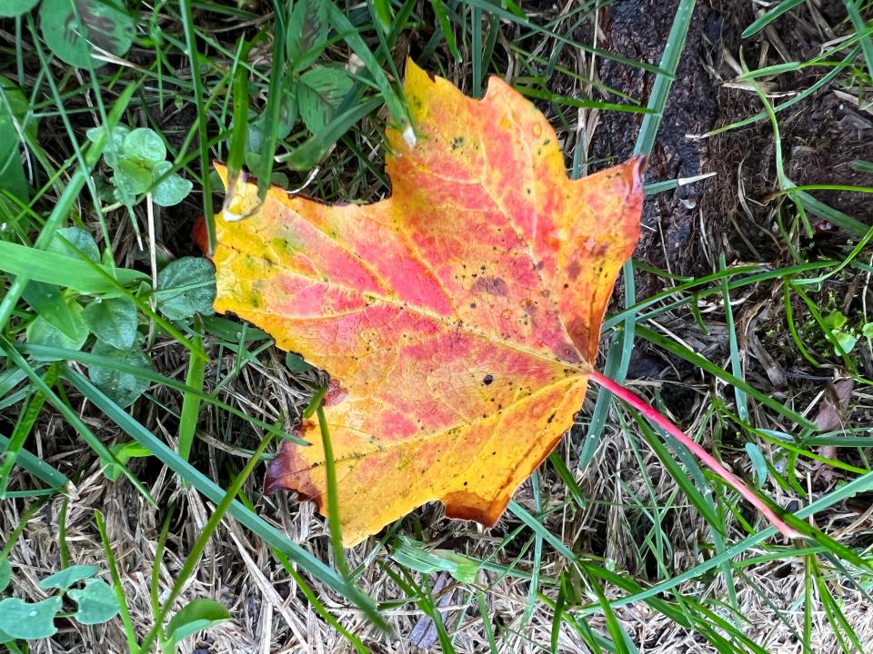 A recently shed maple leaf had already turned yellow and red on Aug.18, 2023 in Williston. In fact, the ground was already becoming dotted with deep red, yellow and orange leaves by mid-August and an neighboring yard's tree was completely blanketed in red by then. Perhaps an early foliage season is in store?
