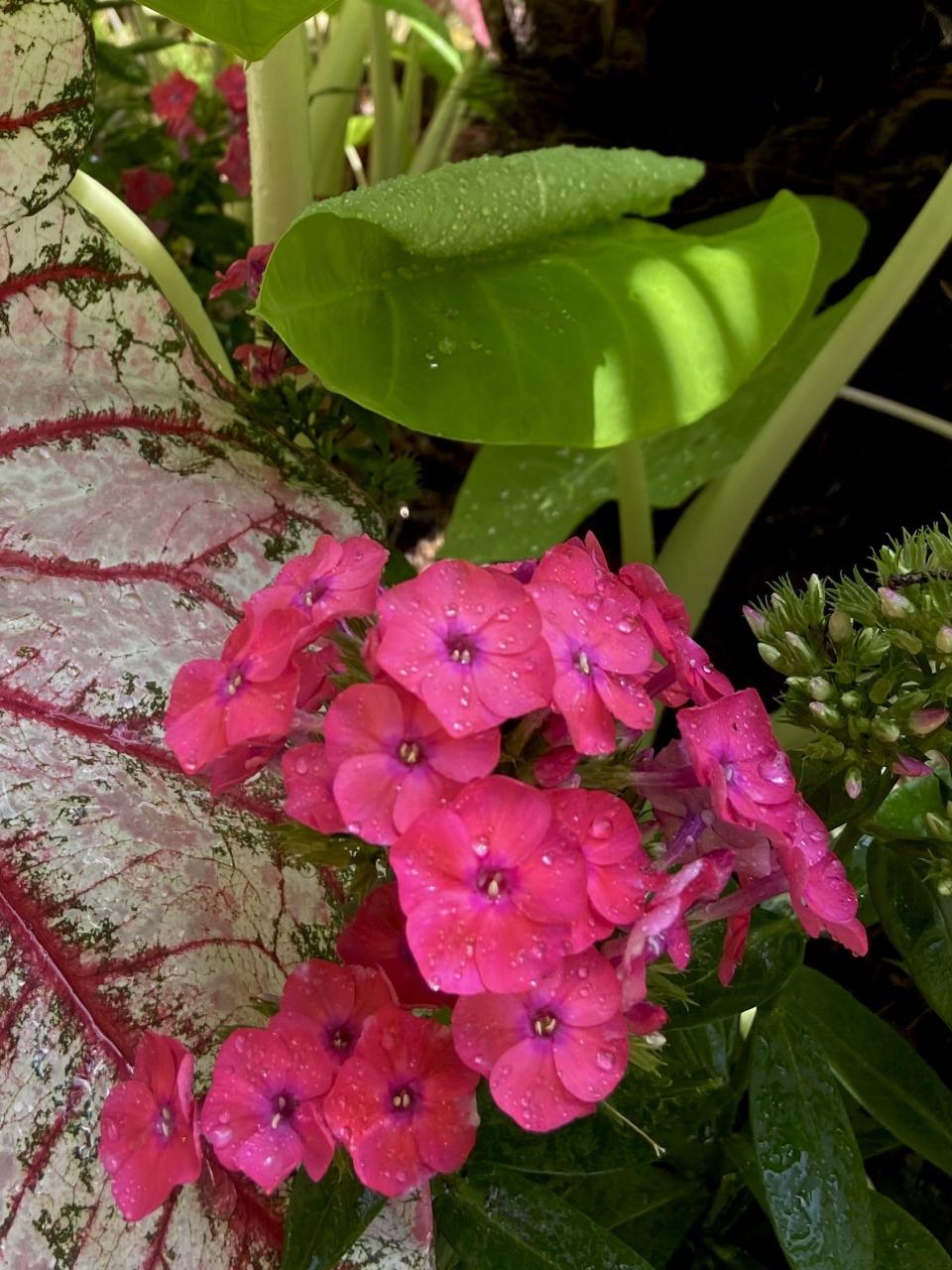 The colors of Heart to Heart, Bottle Rocket caladiums echo the rich color of Luminary Sunset Coral tall garden phlox.