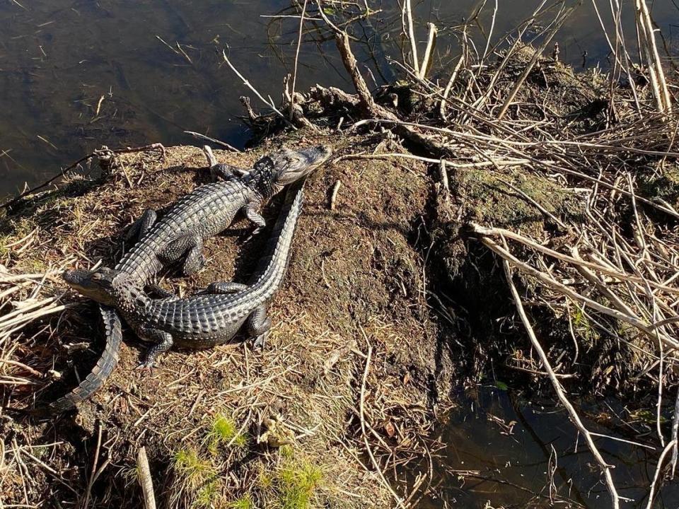 Two alligators lie near each other basking in the sun at the Cypress Wetlands in Port Royal, South Carolina.