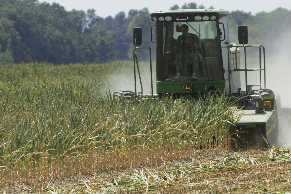 Steve Niedbalski chops down his drought and heat stricken corn for feed Wednesday, July 11, 2012 in Nashville Ill. Farmers in parts of the Midwest are dealing with the worst drought in nearly 25 years. (AP Photo/Seth Perlman)