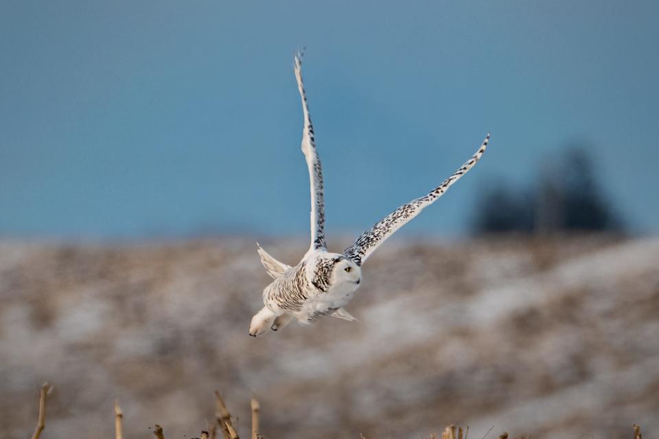 A female snowy owl named Columbia flies near Madison Audubon's Goose Pond Sanctuary in Arlington, Wisconsin. The bird was fitted with a transmitter as part of Project SNOWstorm.