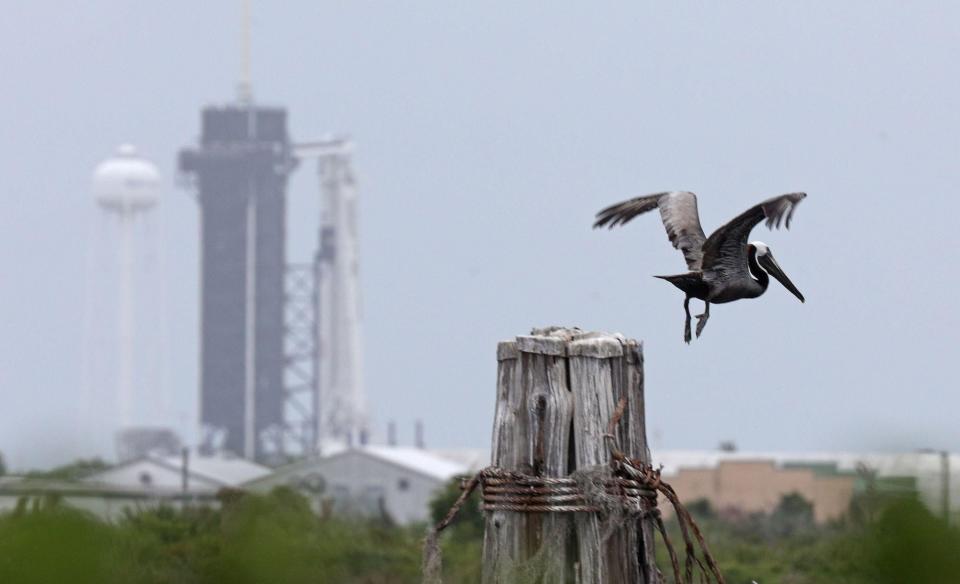 A pelican takes flight from its perch near the SpaceX Falcon 9 rocket with the Crew Dragon spacecraft at launch complex 39A at the Kennedy Space Center in Florida on May 25, 2020: GREGG NEWTON/AFP via Getty Images
