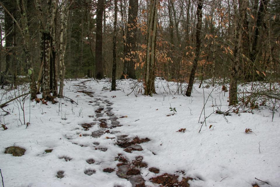 The tracks of hikers lead into the Southeastern Massachusetts Bioreserve in Fall River.