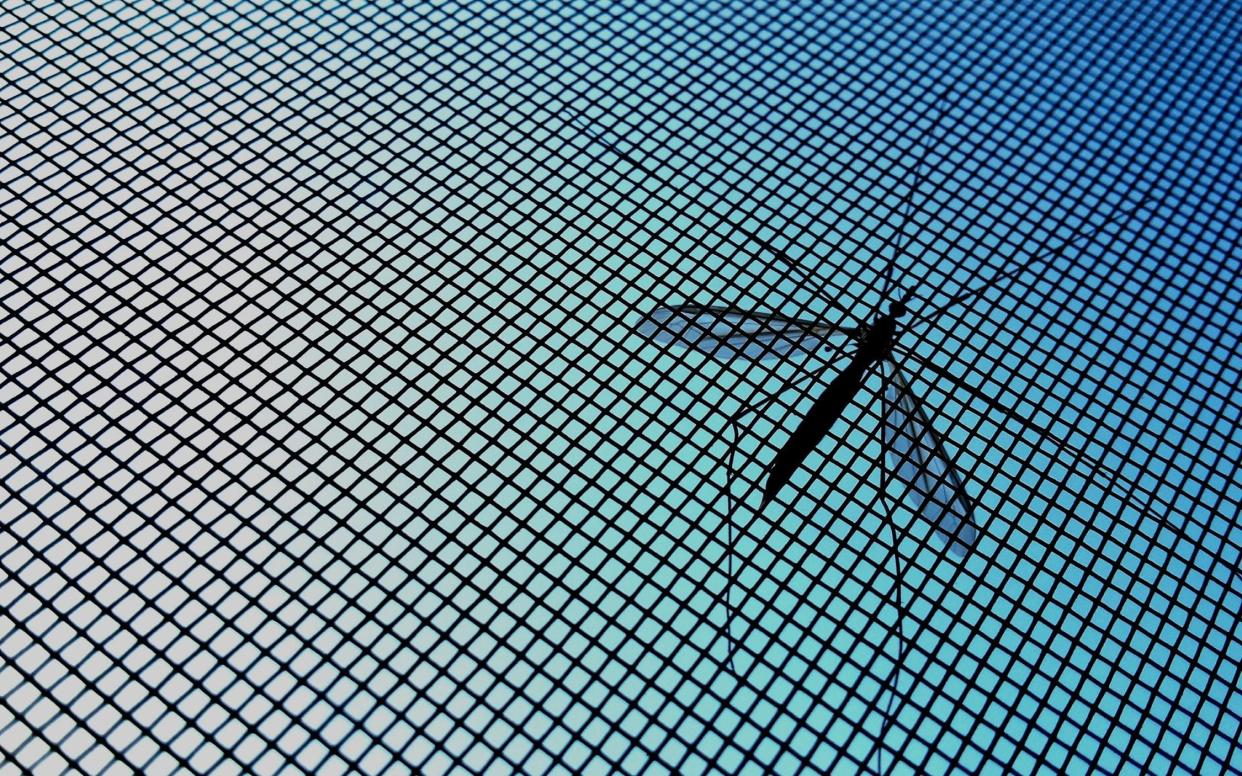 Malaria continues to kill 445,000 people each year - EyeEm