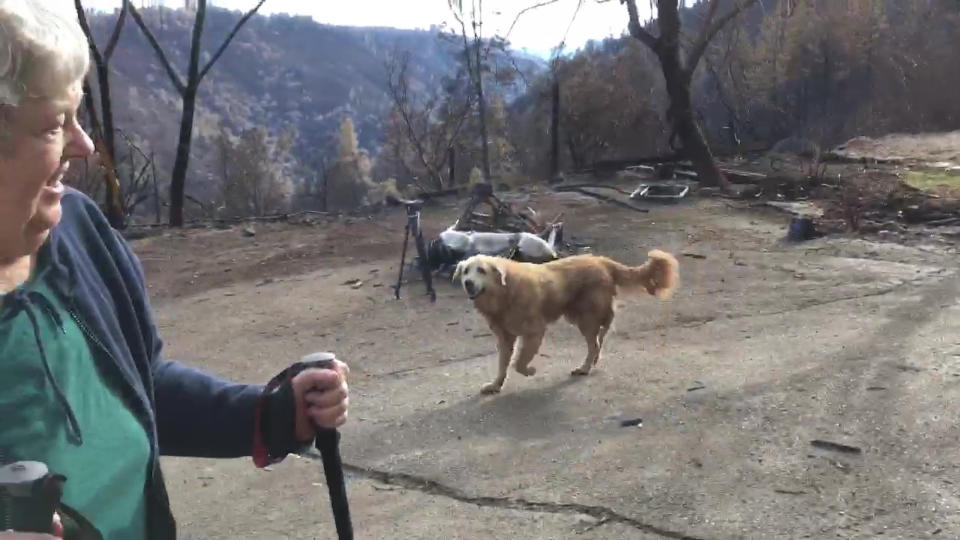 In this Friday Dec. 7, 2018 image from video provided by Shayla Sullivan, "Madison," the Anatolian shepherd dog that apparently guarded his burned home for nearly a month, approaches his owner, Andrea Gaylord, as she was allowed back to check on her burned property in Paradise, Calif. Sullivan, an animal rescuer, left food and water for Madison during his wait. Gaylord fled when the Nov. 8 fire destroyed the town of 27,000. (Shayla Sullivan via AP)