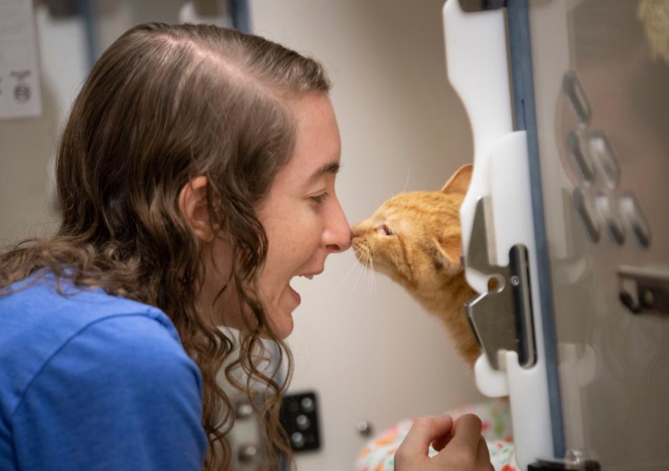 Volunteer Alyssa Nelson nuzzles with Milky Way, a cat available for adoption at Nashville Humane Association, Thursday, Dec. 16, 2021, in Nashville, Tenn.