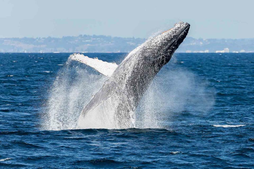<p>Getty</p> A whale breaching just off of the Australia coastline.