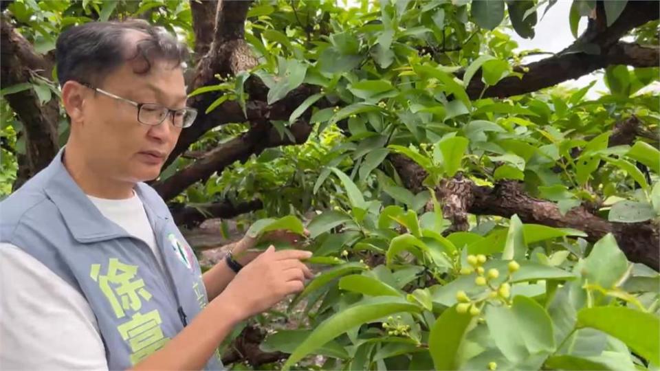 非產季未納災害補助　颱風釀屏東蓮霧落花損失慘