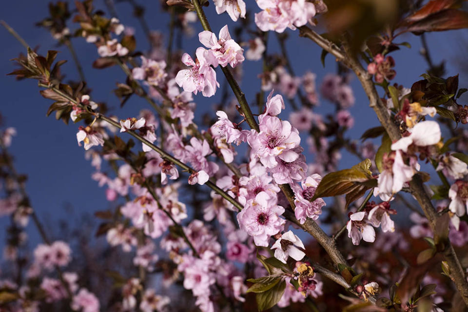 奧本植物園（Photo by Brook Mitchell, Image Source : Getty Editorial）