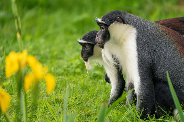 Chester Zoo welcomes rare new monkeys for the first time in 50 years as conservationists race to prevent their extinction