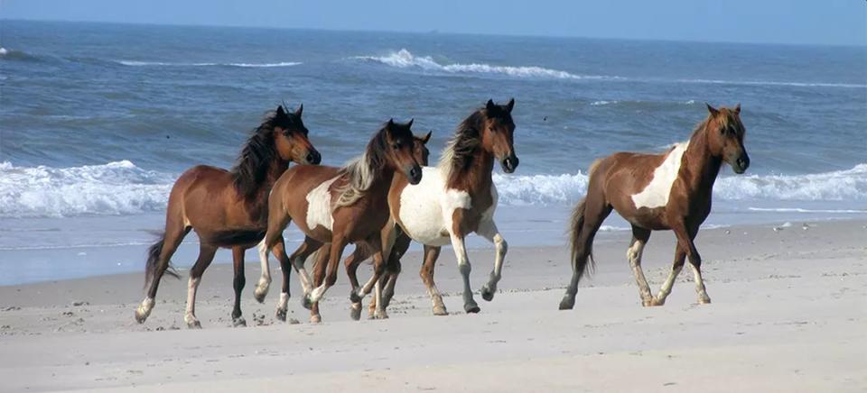 Un grupo de caballos salvajes corren libres por la isla de Assateague. La leyenda dice que sobrevivieron a un naufragio hace siglos (EEUU) | imagen National Park Service NPS.gov