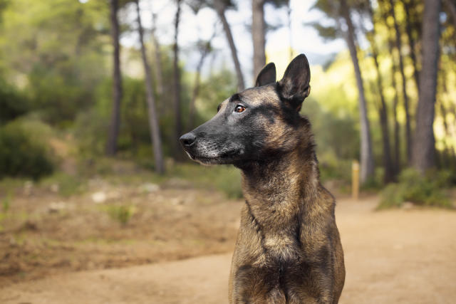 Vendée : alors qu'elle partait en promenade avec son chien, l'animal se  fait tuer d'une balle en pleine tête